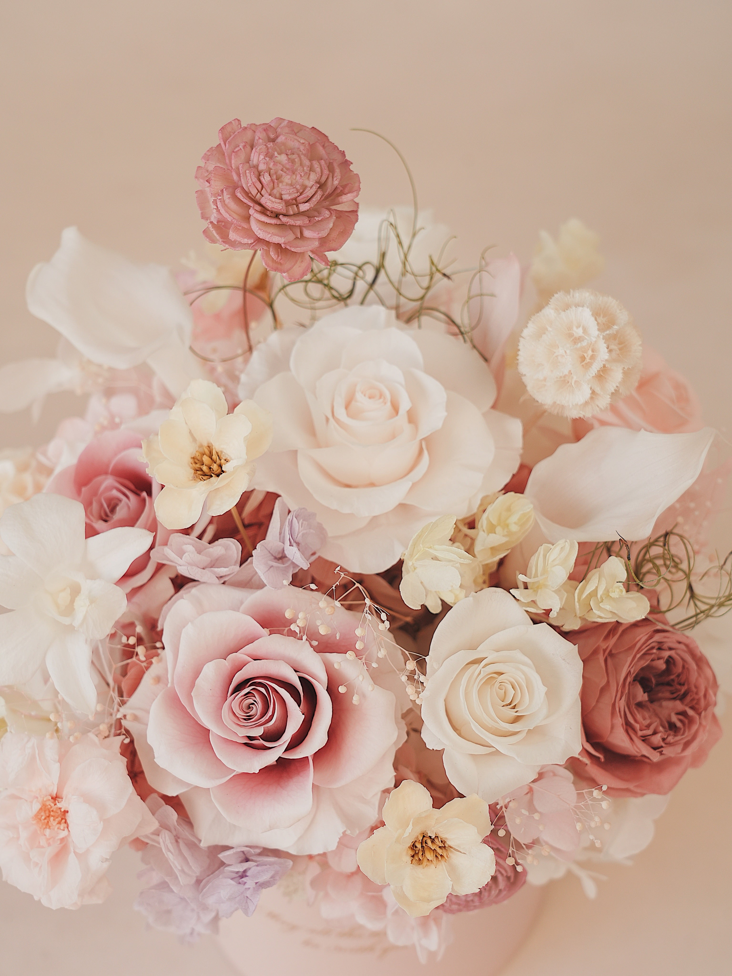 Signature JP100 — Miyabi Embrace Collection