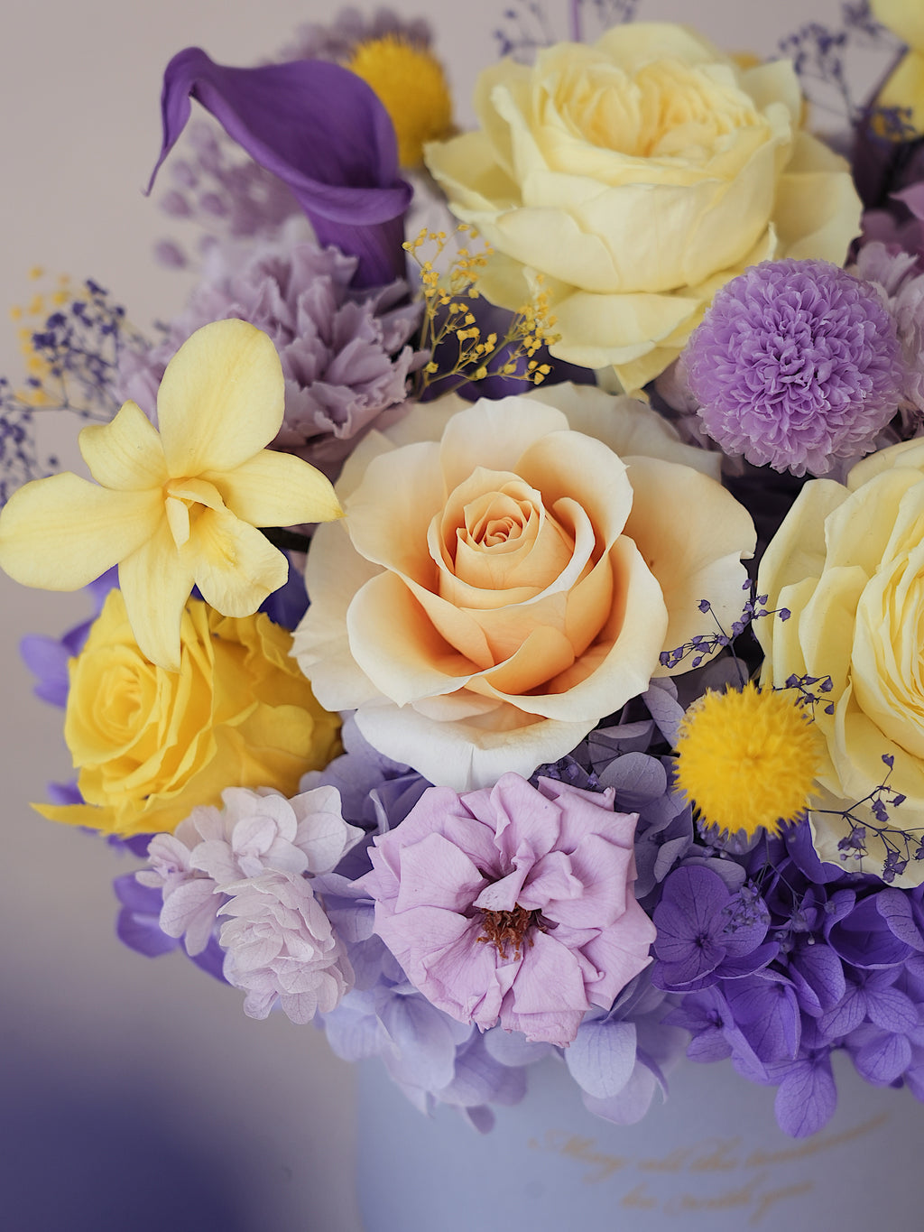 Signature JP100 — Miyabi Embrace Collection