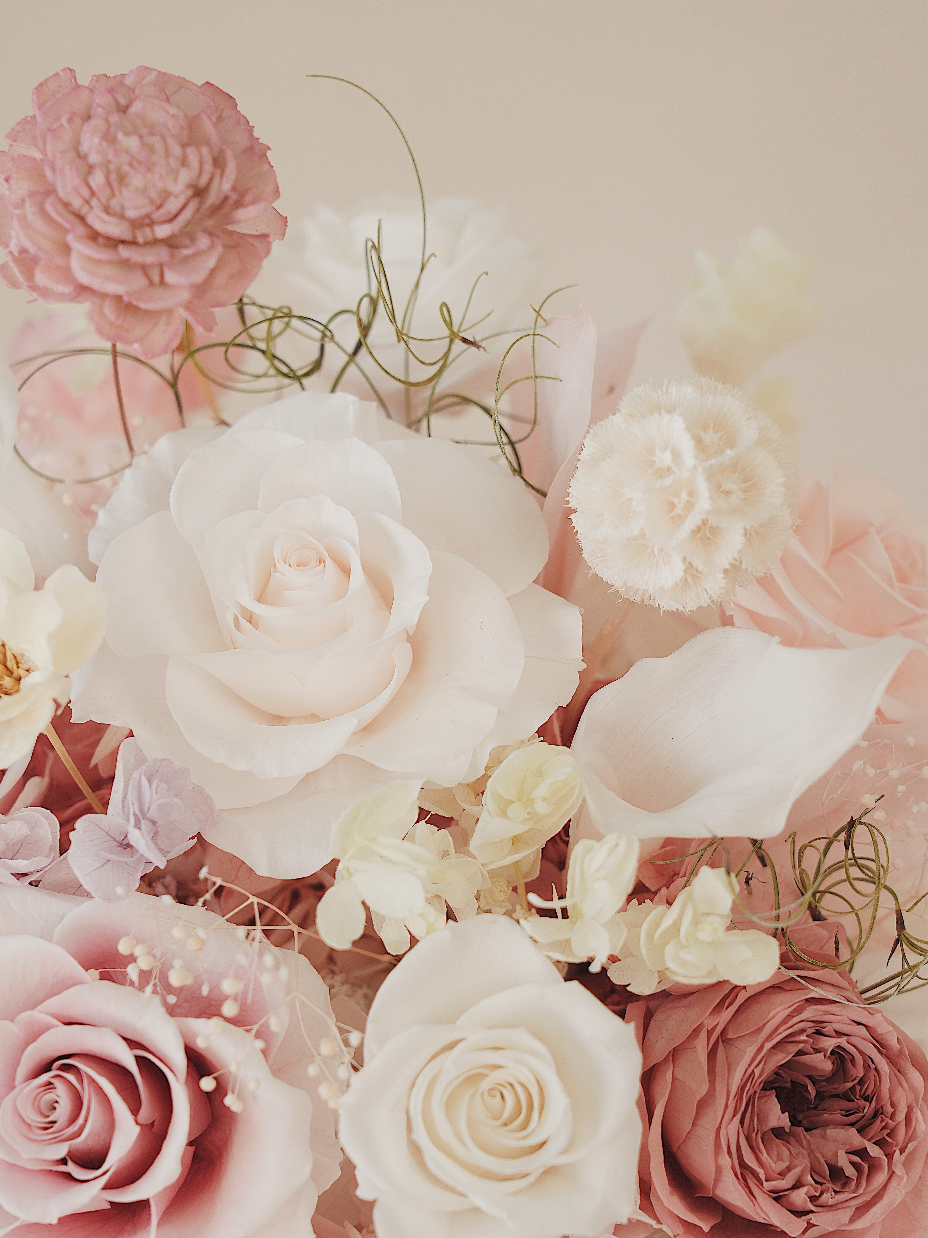 Signature JP100 — Miyabi Embrace Collection